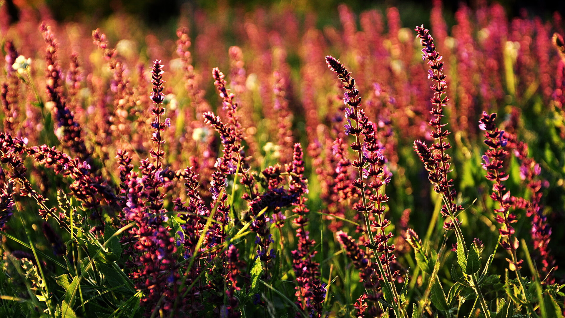世界跳水系列赛,中国队完成大满贯包揽,世界跳水冠军赛