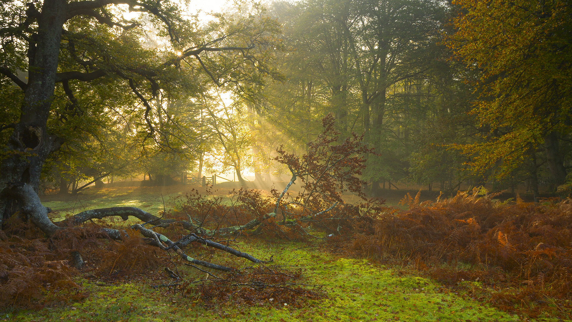 德国球队联赛获胜,提升国家篮球实力,德国篮球国家队阵容