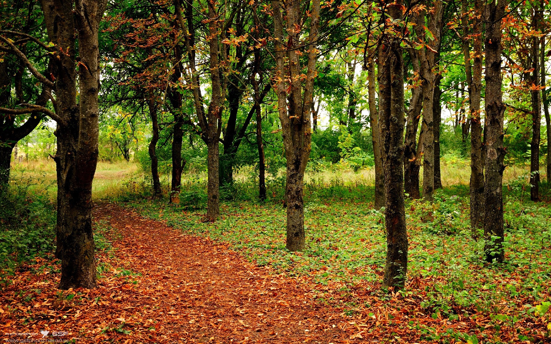 狼队进攻多样化,莫利纽球场力求胜利,狼村莫利纽主场