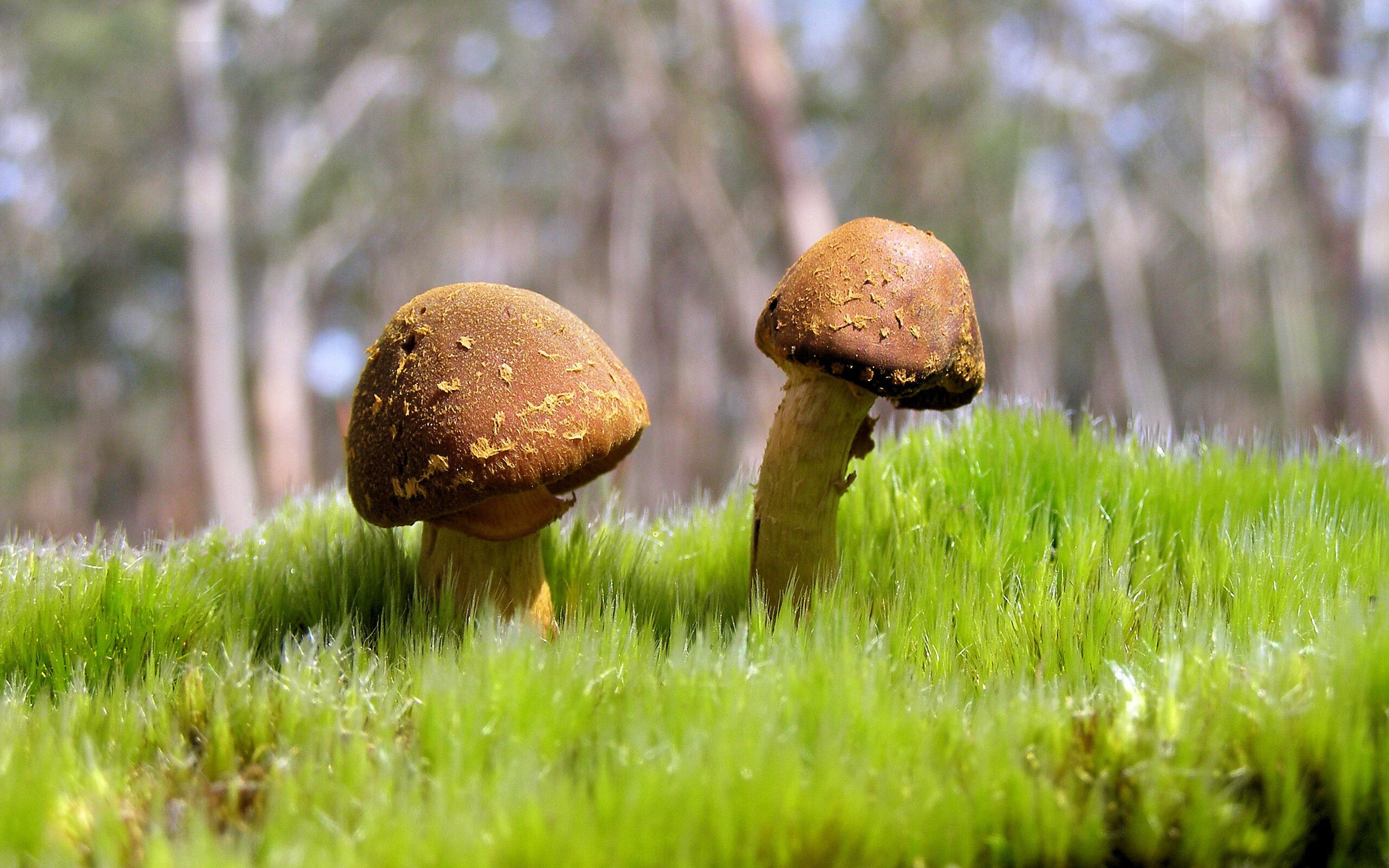 范奥特尔戴克蝶泳赛道演绎青春力量，范戴克视频